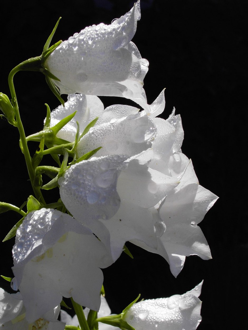 Кампанула белые цветы