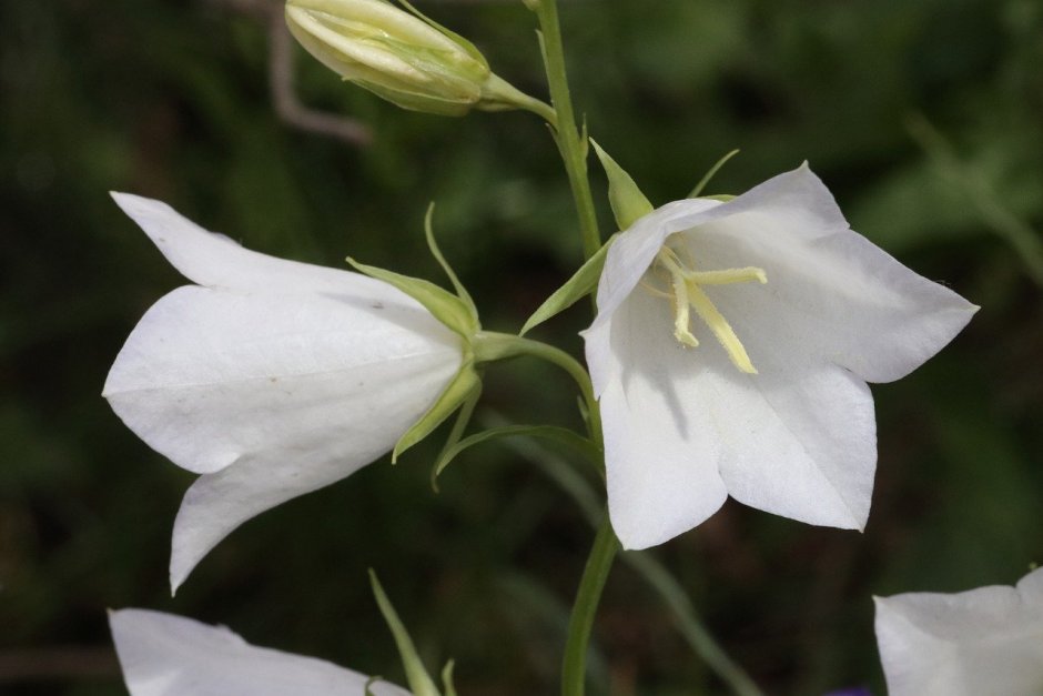 Белые колокольчики цветы