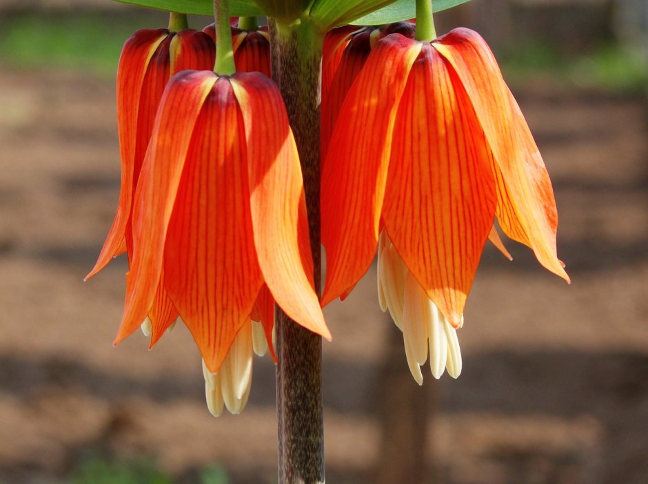 Цветы оранжевые рябчики