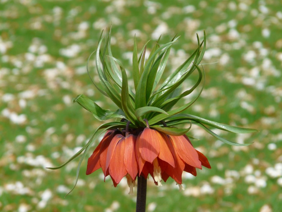 Рябчик (Fritillaria) сем. Лилейные растение цветок