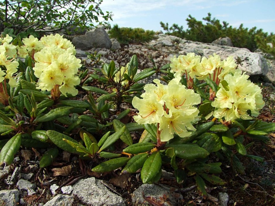Рододендрон золотистый Rhododendron Aureum