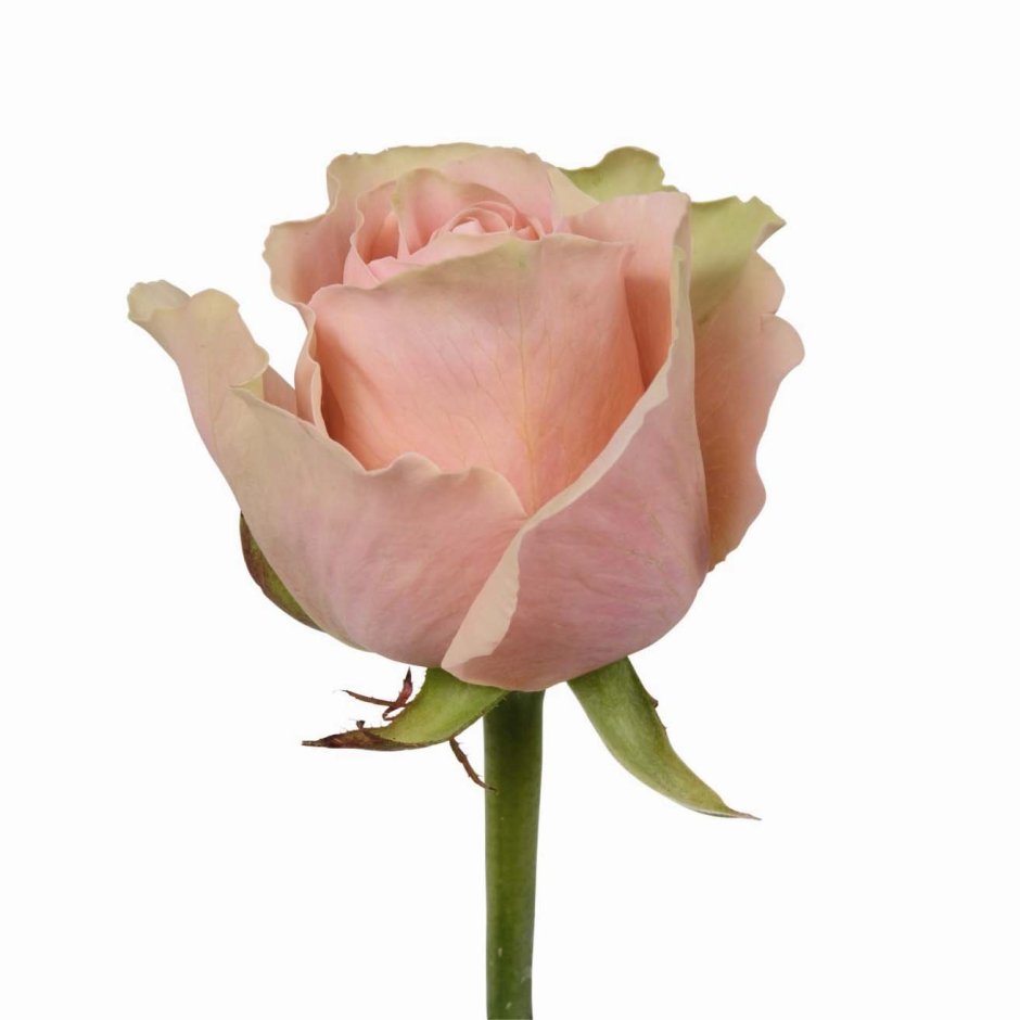 Роза Аваланш розовая
