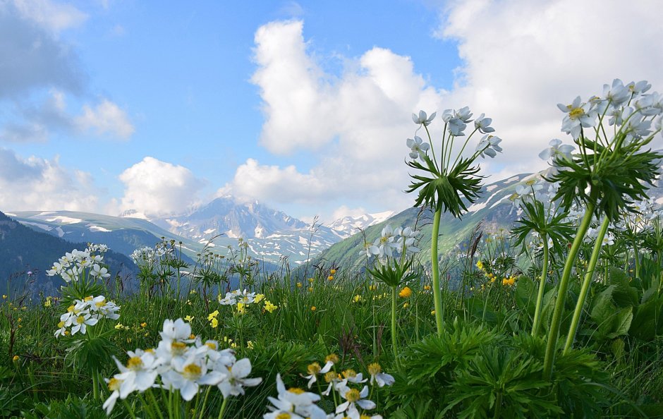 Альпийские Луга с эдельвейсом