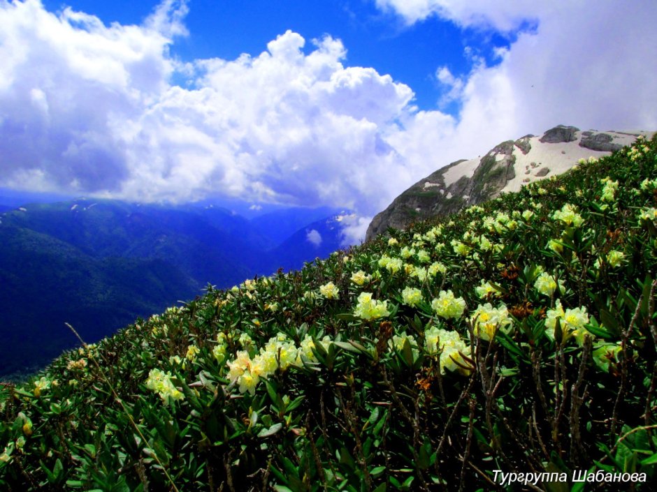 Цветы на плато Лагонаки