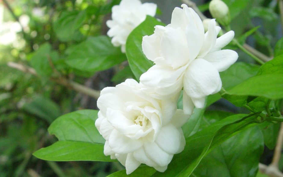 Цветок жасмина Jasminum