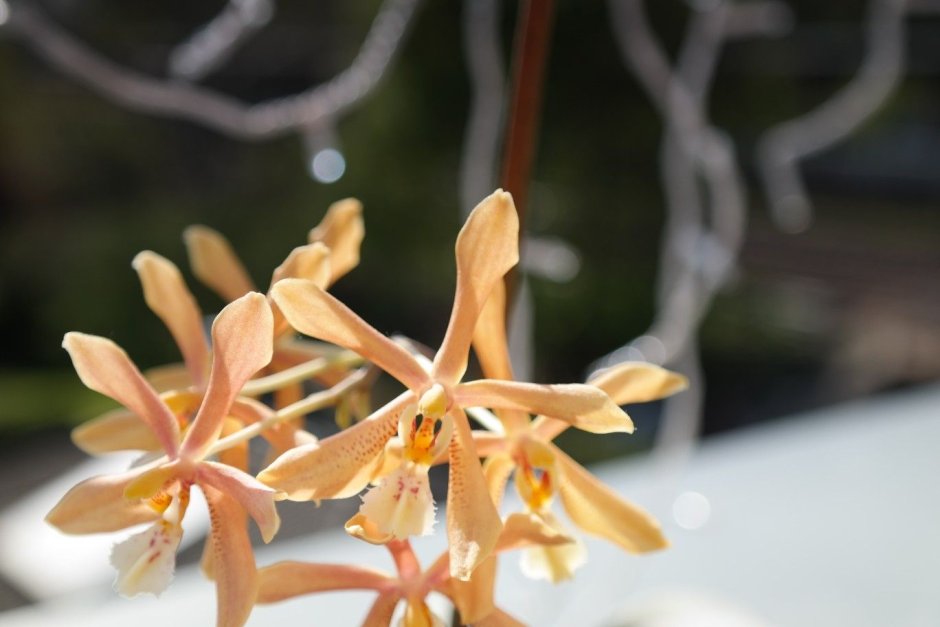 Орхидея бронз мейден