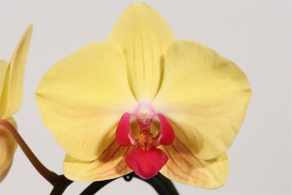 Орхидея Голдион