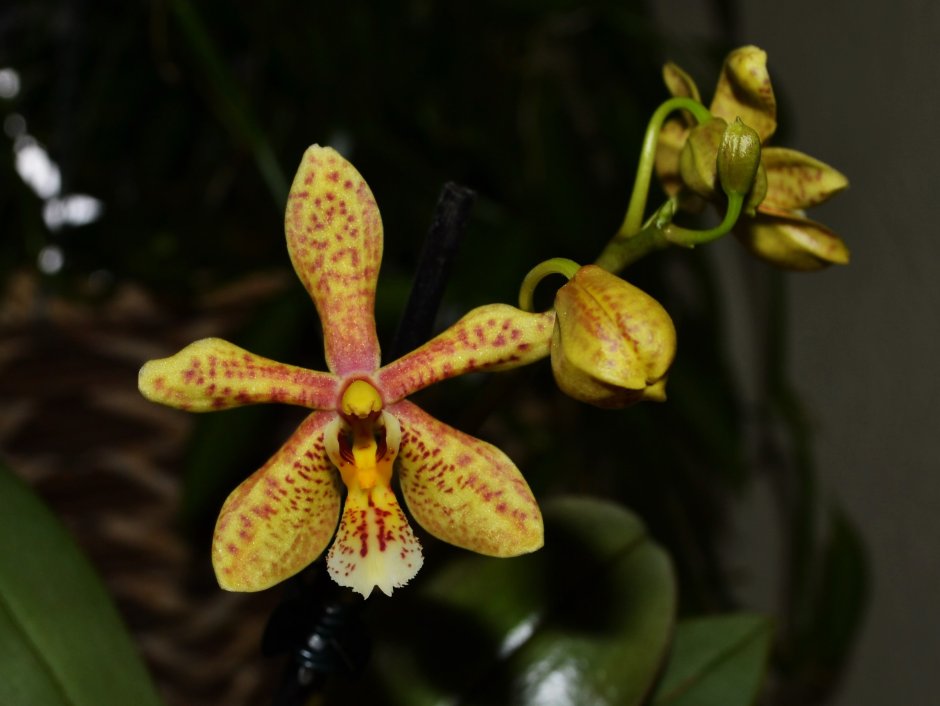 Phalaenopsis stuartiana x mannii Dark