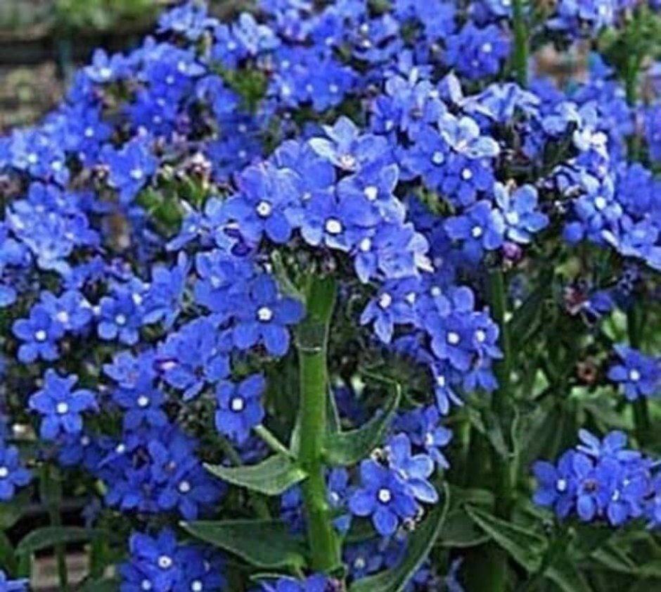 Многолетник с нежно голубыми цветками