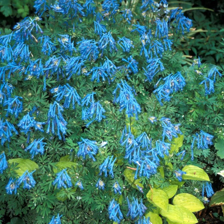 Blue Corydalis цветок