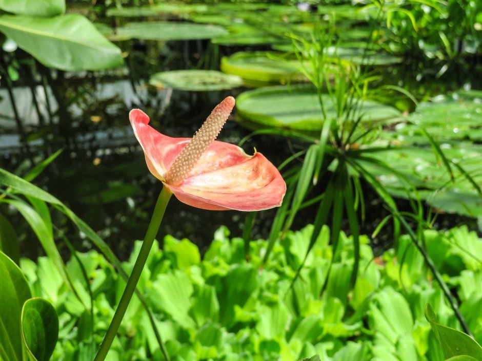 Антуриум цветок Фламинго