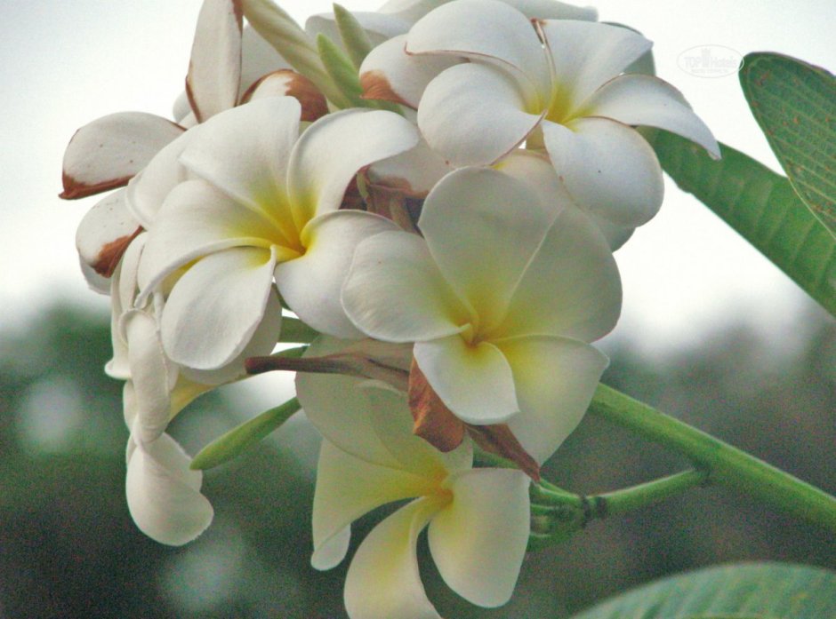 Тайский цветок Сандал