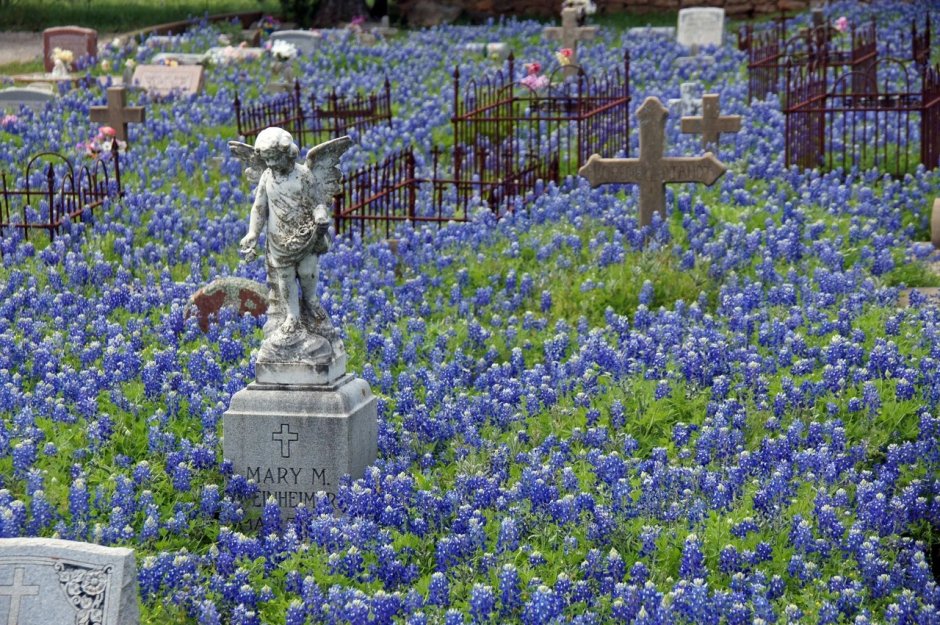Синие цветы на кладбище