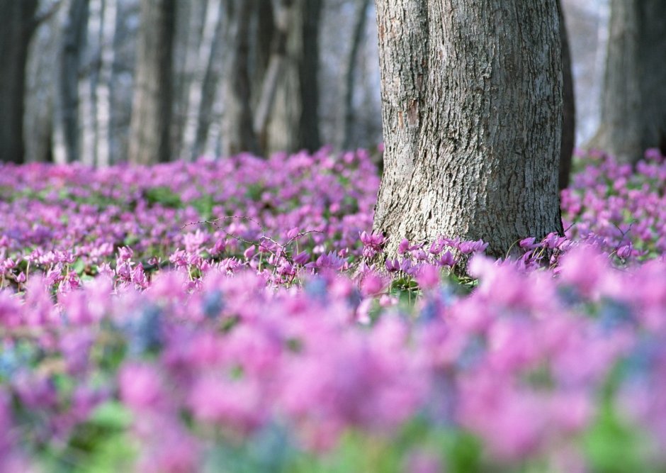 Фиолетовые цветочки в лесу