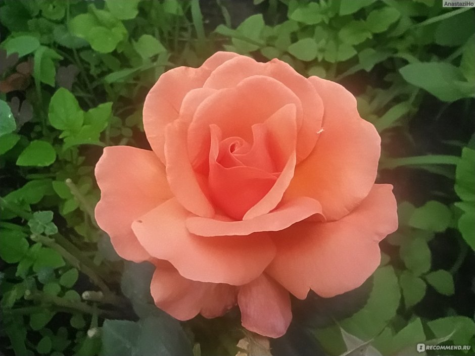 Роза флорибунда сорт Милана розовое