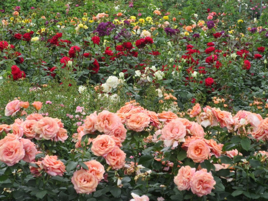 Розы Дэвида Остина в саду