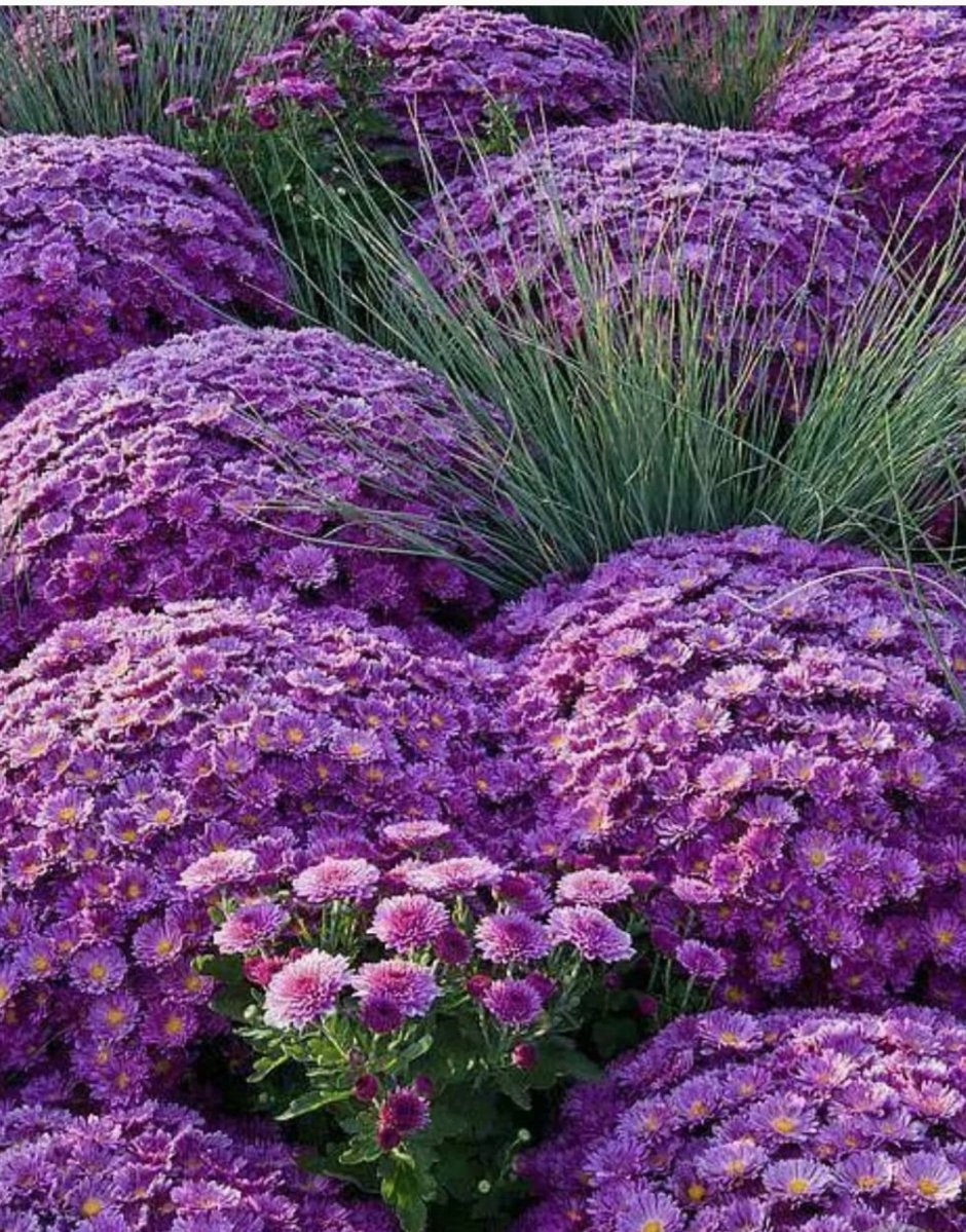 Хризантемы шаровидные фиолетовые