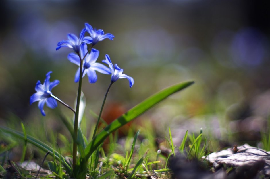 Первоцветы синенькие цветочки