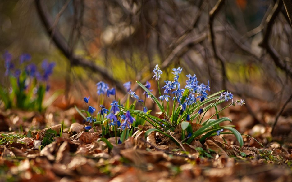 Голубая Весна
