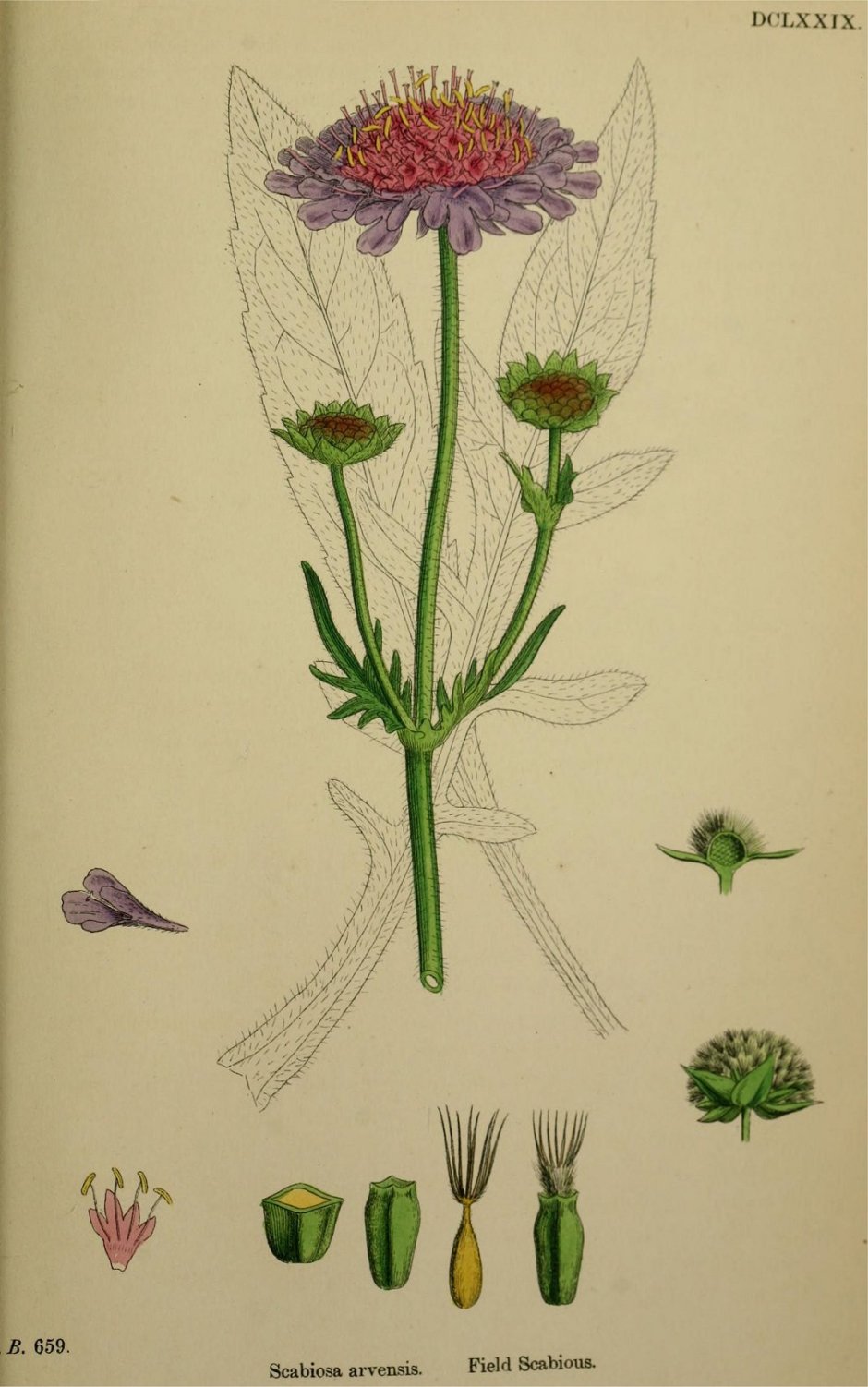 Скабиоза Ботанические иллюстрации