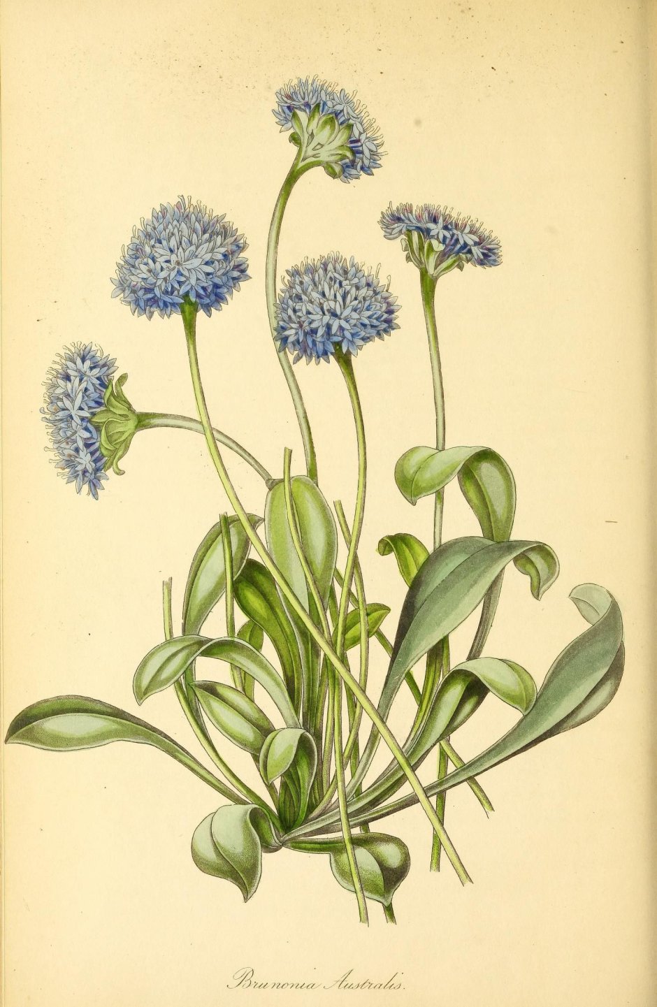 Brunonia Australis растение