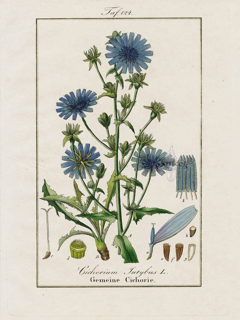 Cichorium intybus Ботаническая иллюстрация