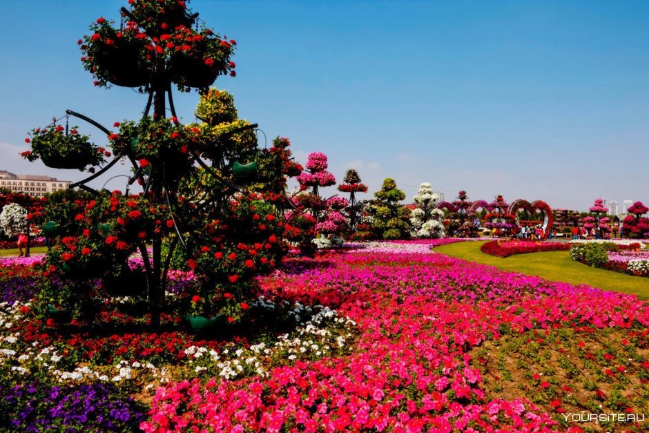 Парк Асикага цветение тюльпанов