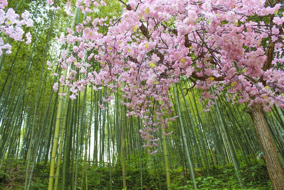 Бамбуковый лес Южная Корея