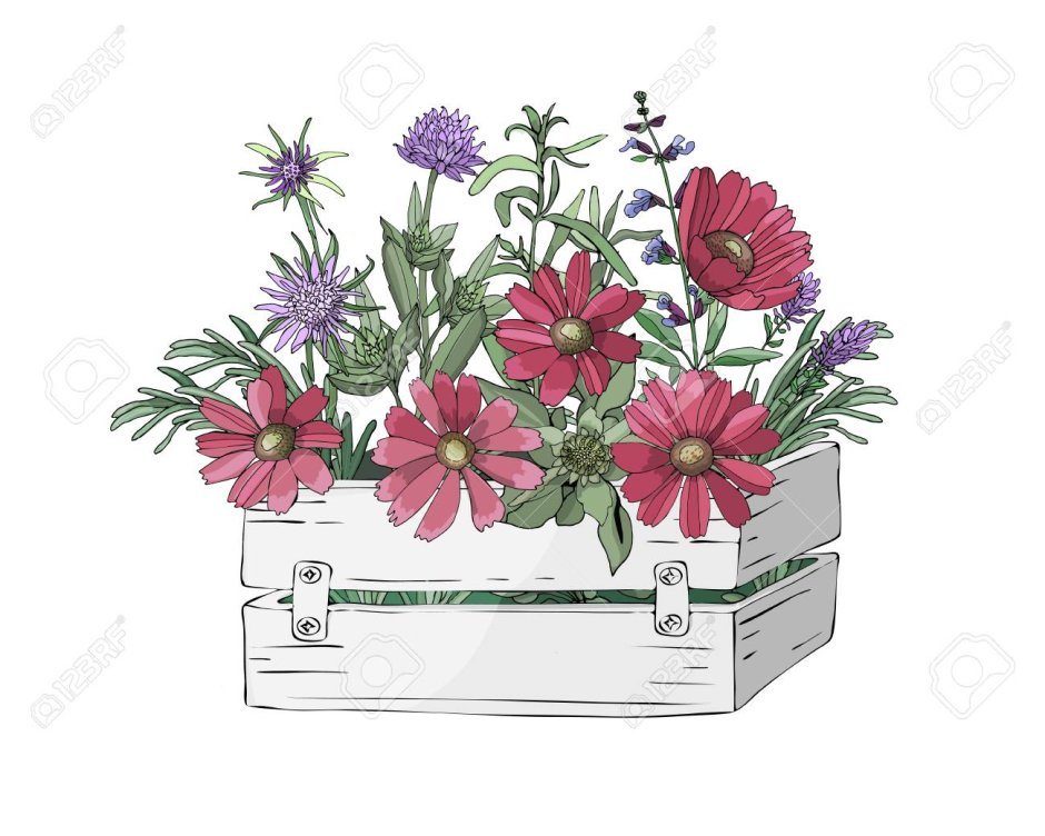 Цветы в ящике деревянном рисунок