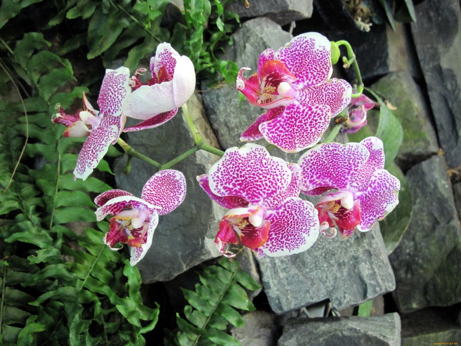 Коралловая Орхидея в крапинку