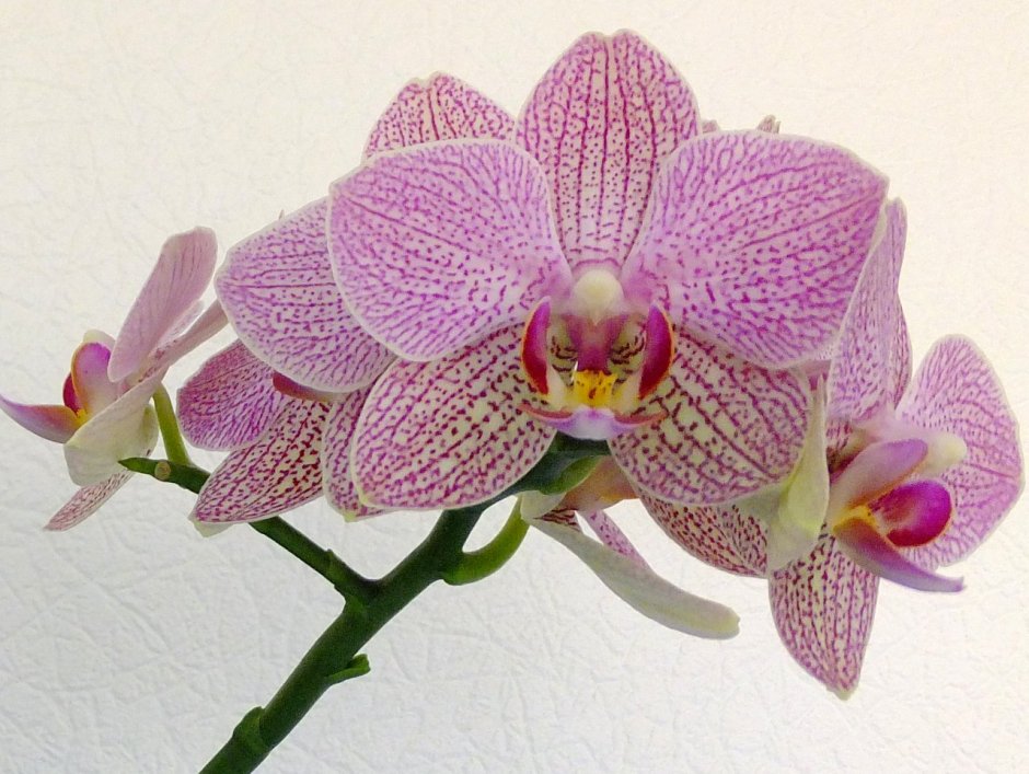 Орхидея Phalaenopsis 'Demi Deroose'