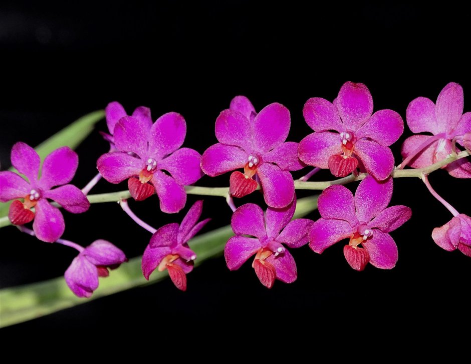 Орхидея черри