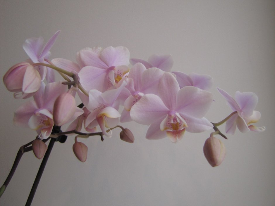 Орхидея Пинлонг черри