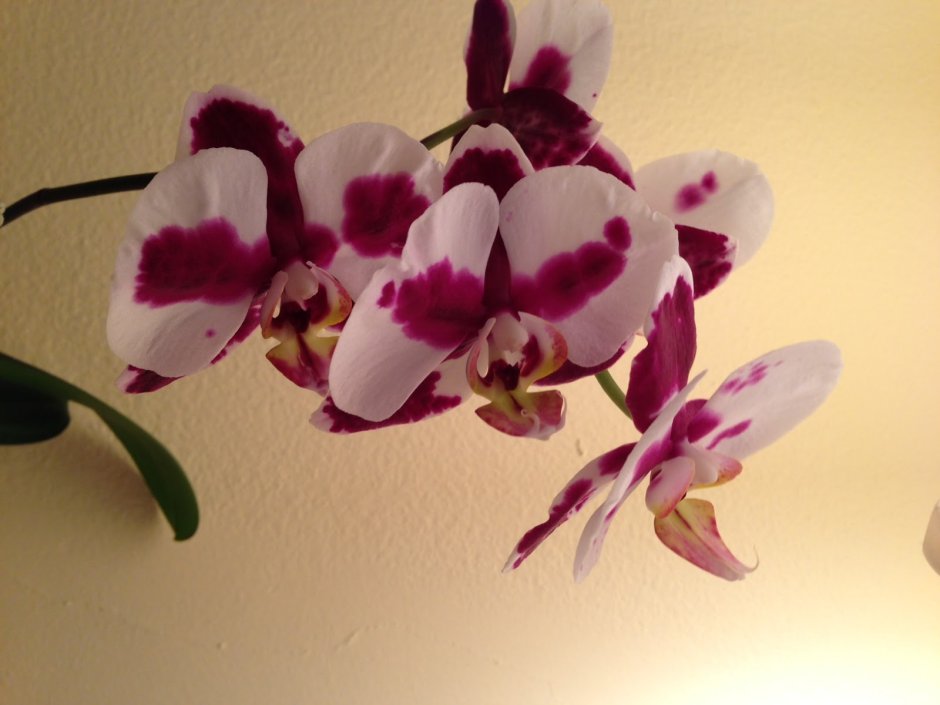 Орхидея Phalaenopsis Dutch Diva