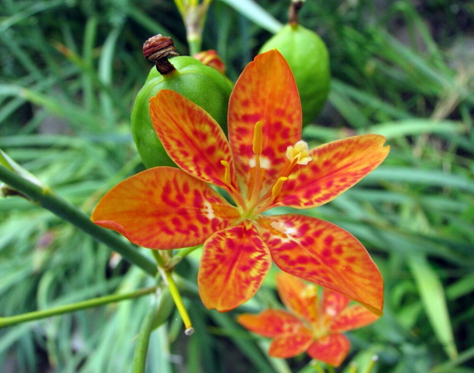 Беламканда Орхидея