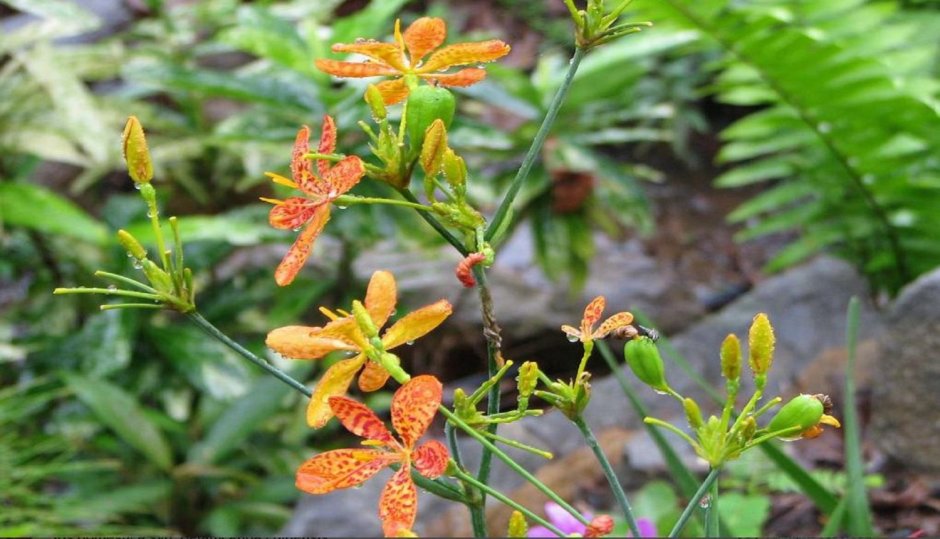 Беламканда (Belamcanda) сем. Касатиковые (Ирисовые) растение цветок