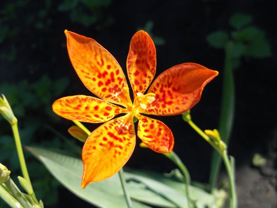 Беламканда китайская Лесная Орхидея
