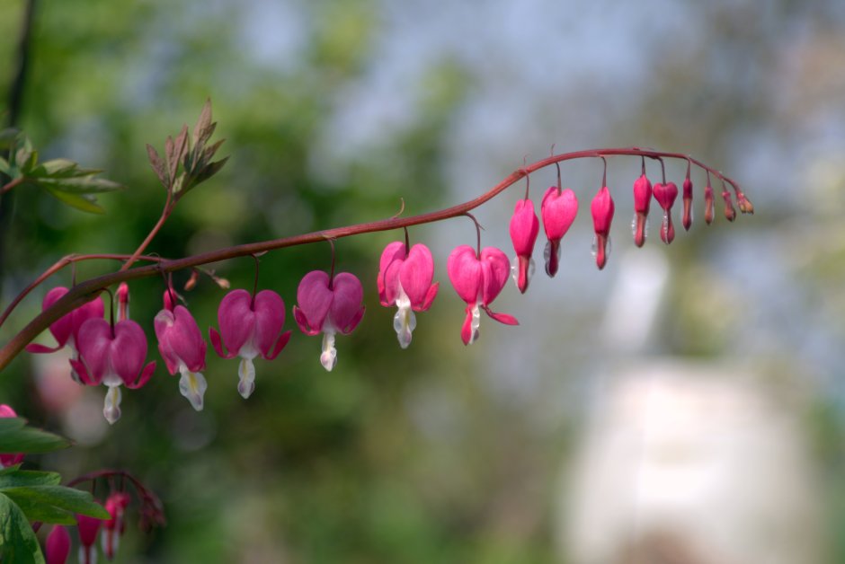 Растение с розовыми сережками