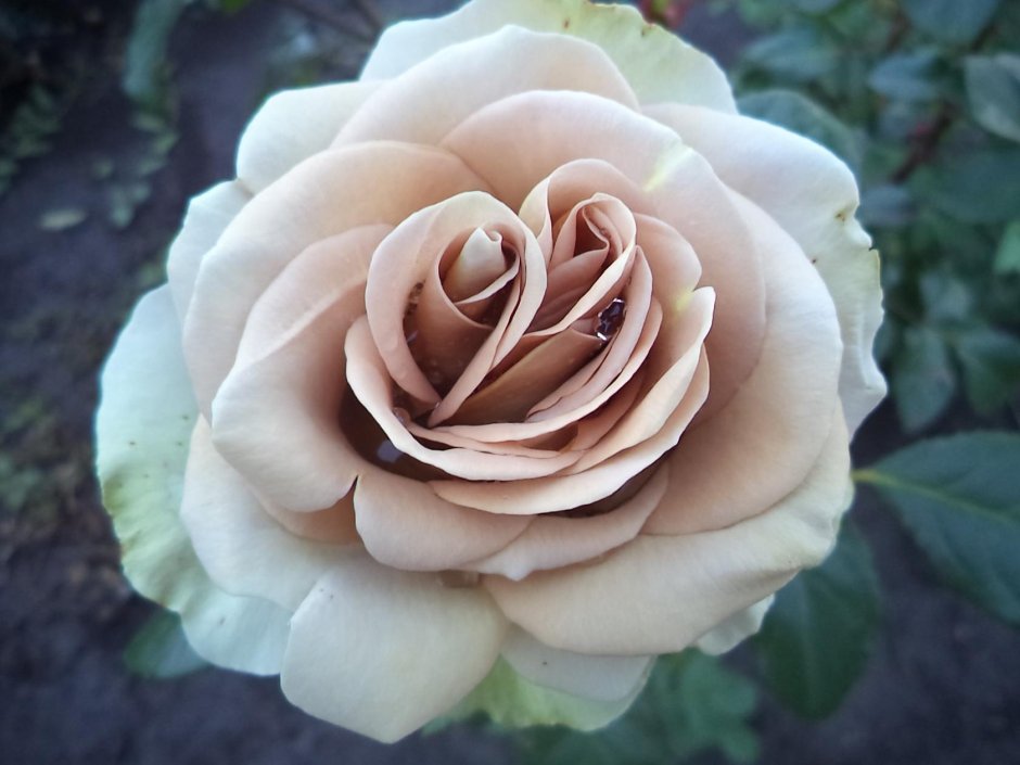 Роза чайно-гибридная амнезия