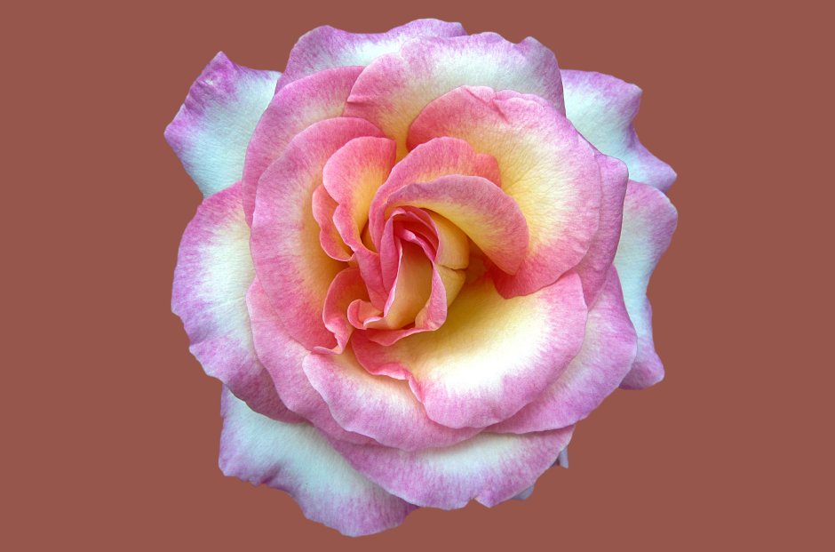 Роза желтая с розовым краем