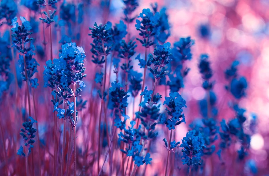 Сине сиреневые цветы
