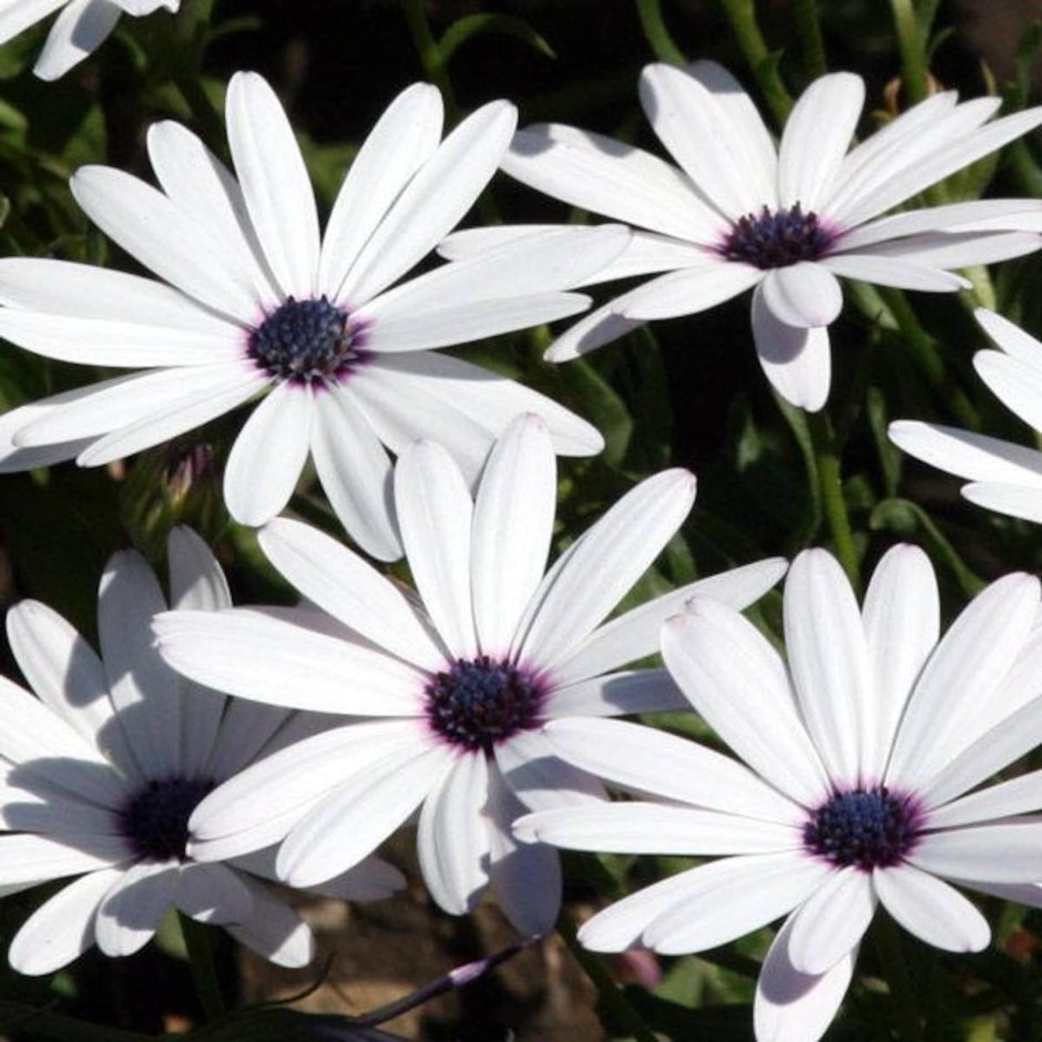 Белые однолетние цветы