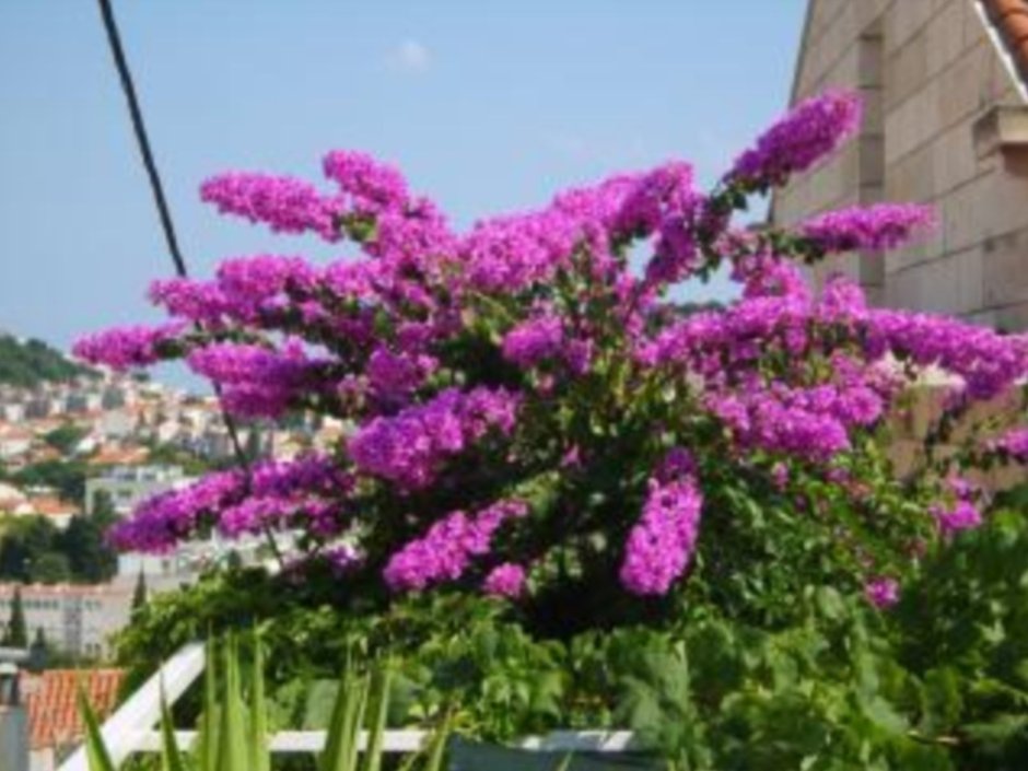 Цветы Дубровник дуболистный