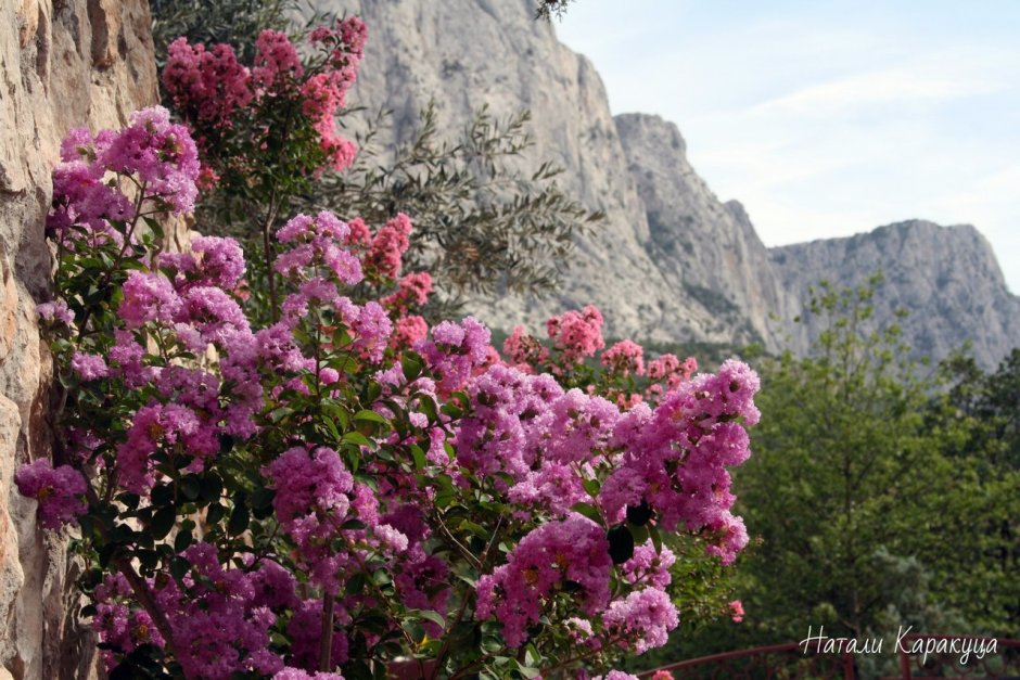 Куст цветёт горы Крыма
