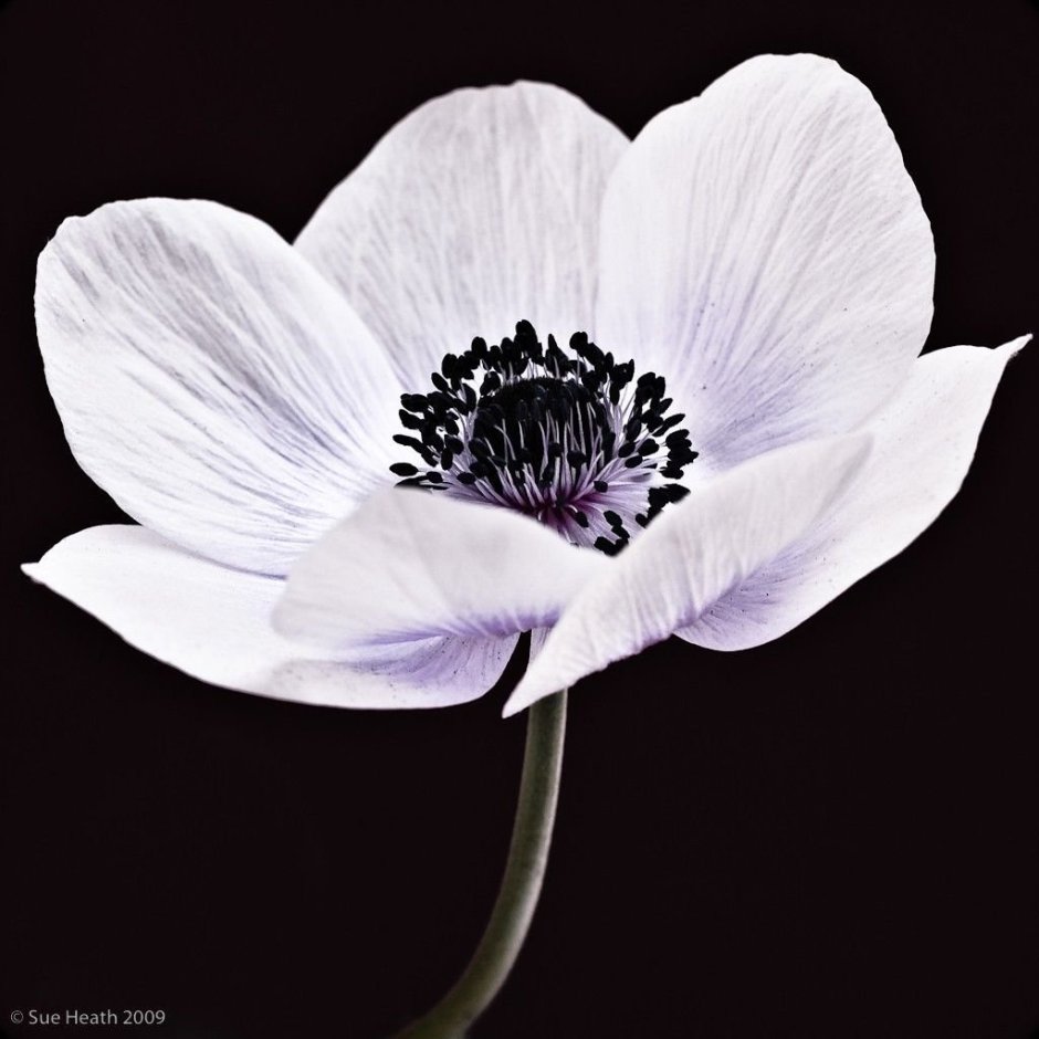 Anemone цветок белый