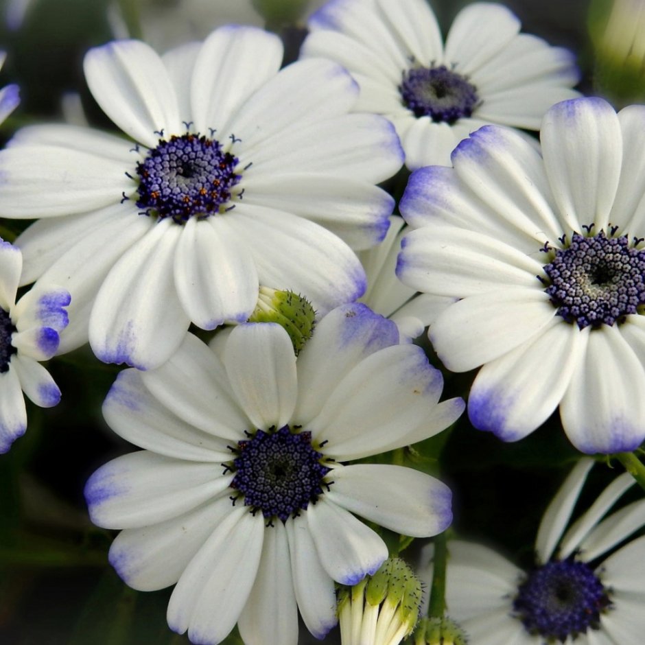 Белый цветок с фиолетовой серединкой