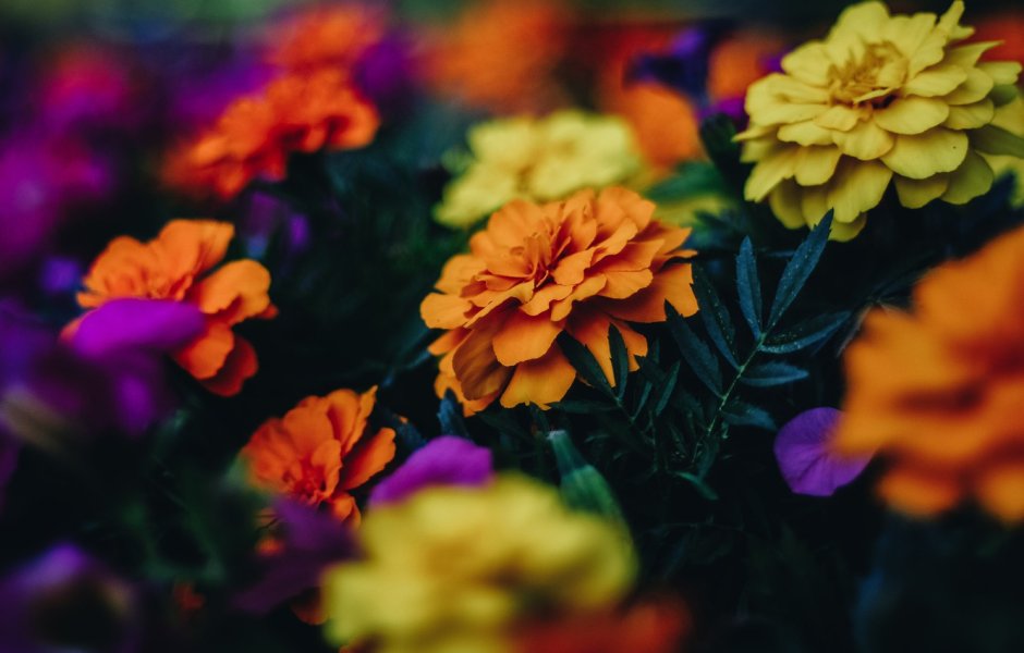Оранжевые и фиолетовые цветы