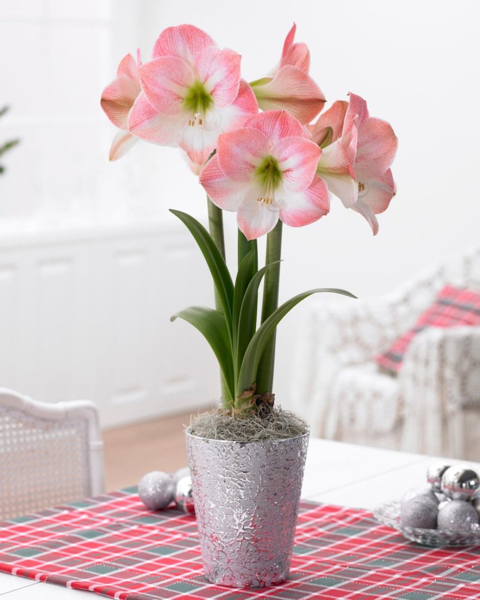 Амариллис цветок комнатный