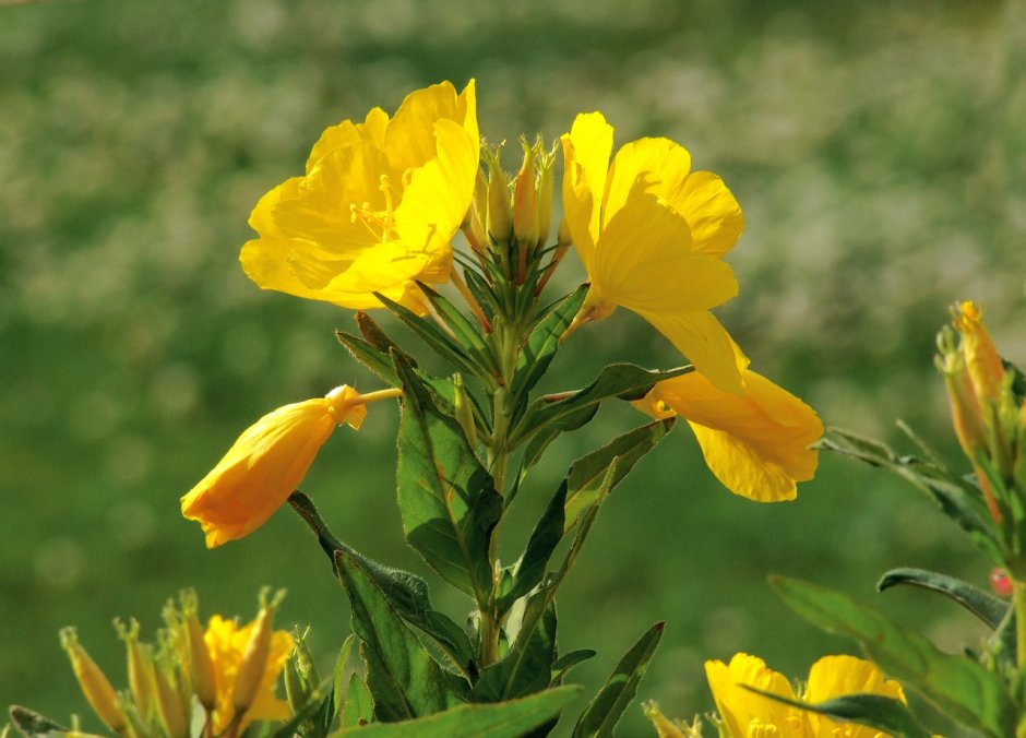 Желтые цветы энотера