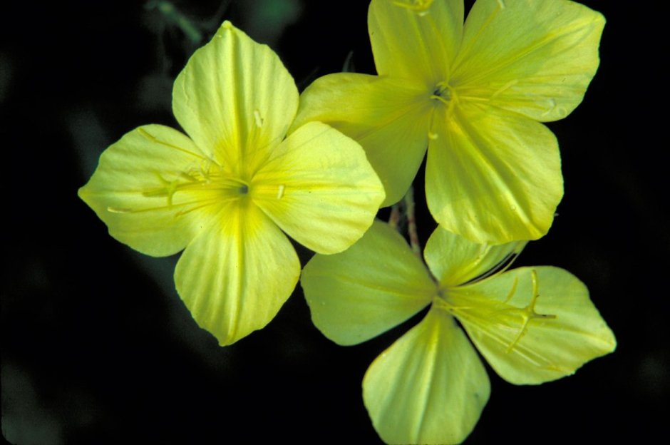 Желтые четырехлепестковые цветы